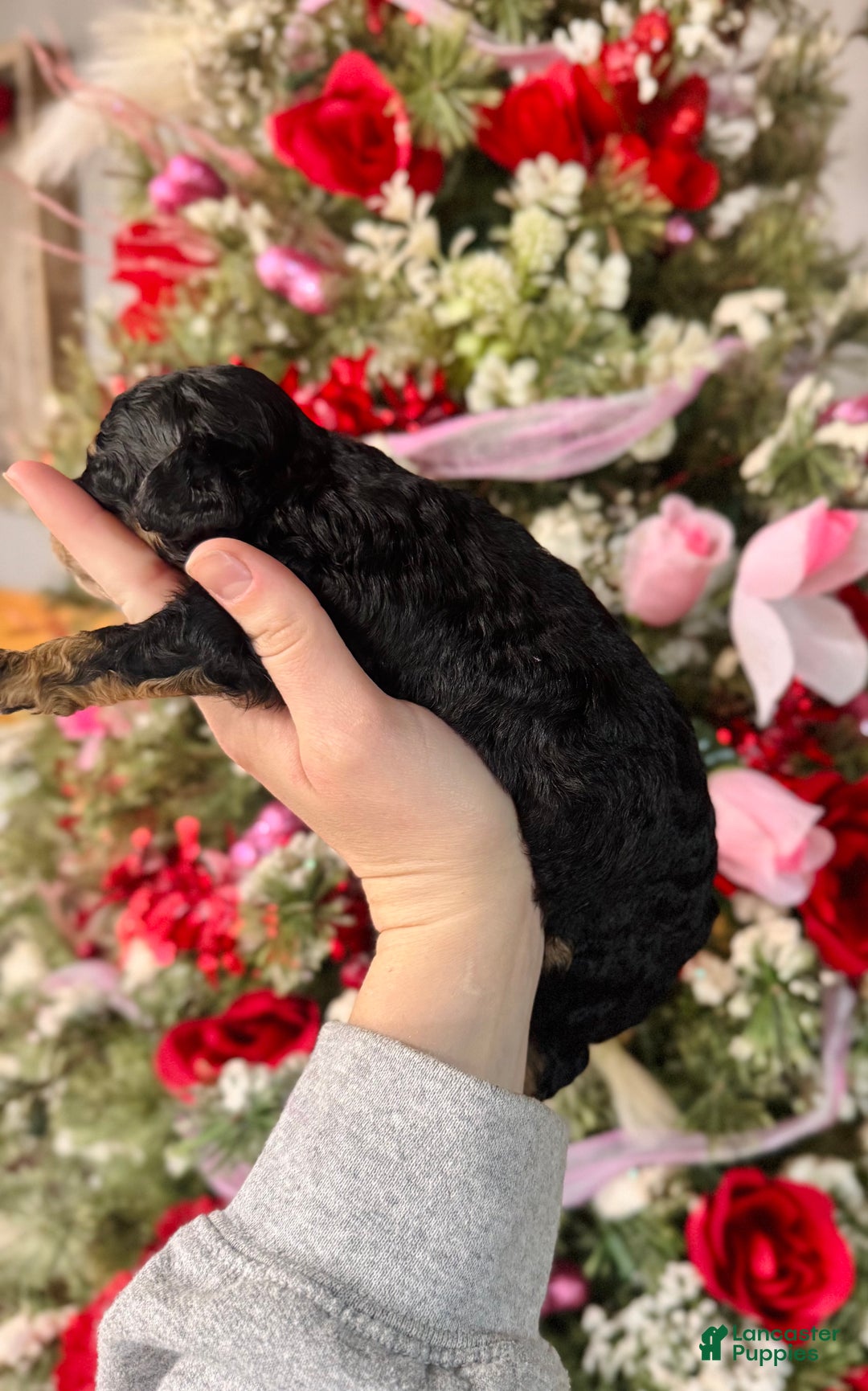 Cockapoo dogs for sale: Cockapoo Puppy 3 - Ad 2