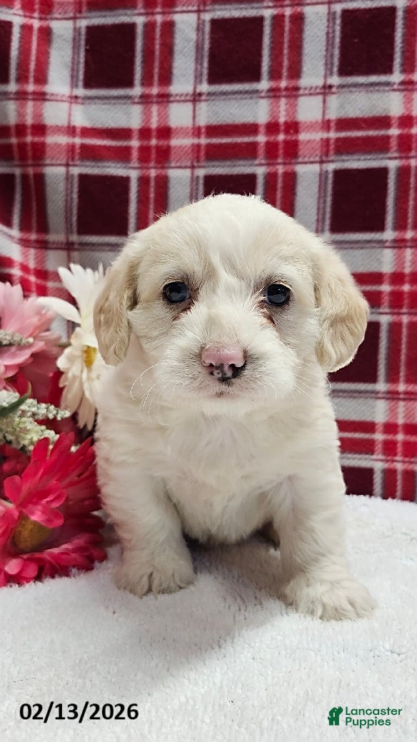 Mixed Breed dogs Princess - Ad 18