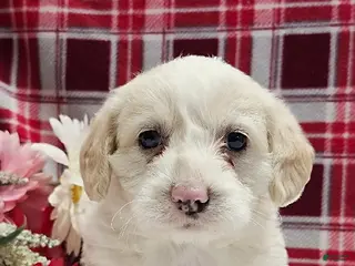 Mixed Breed dogs Princess - Ad 18