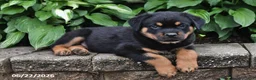 Rottweiler dogs for sale: Sarge - Ad 4