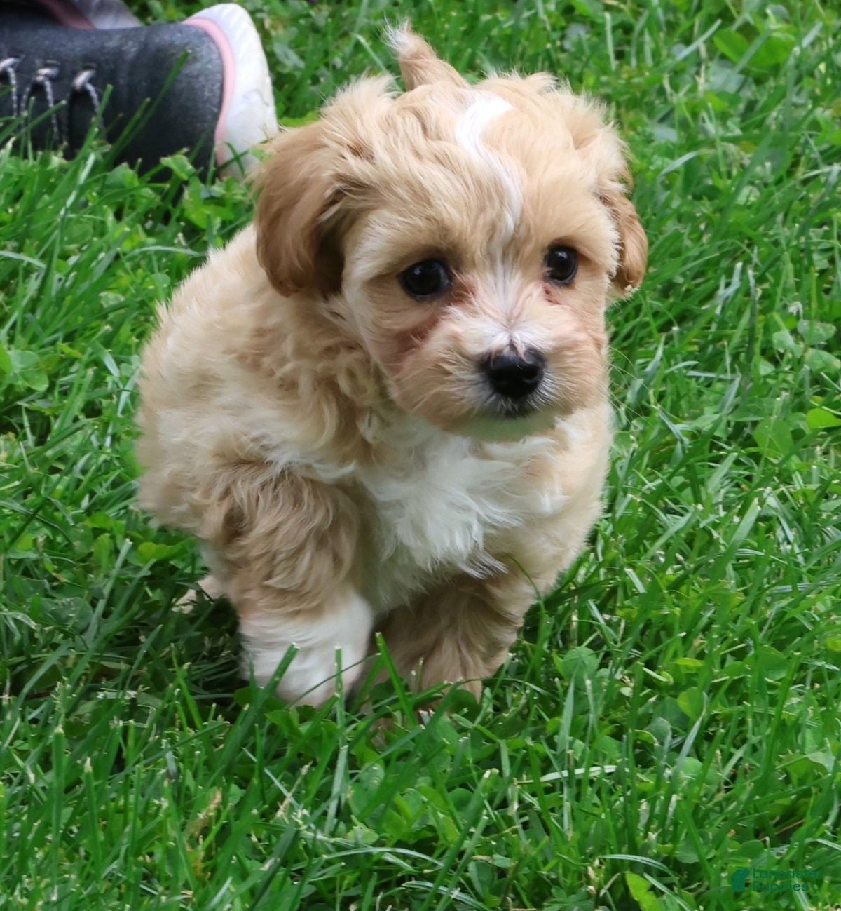 Maltipoo dogs Roscoe - Ad 1
