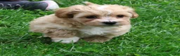 Maltipoo dogs for sale: Roscoe - Ad 3