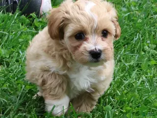 Maltipoo dogs for sale: Roscoe - Ad 2