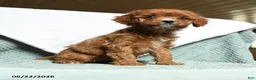 Cavapoo dogs for sale: Baldric - Ad 2