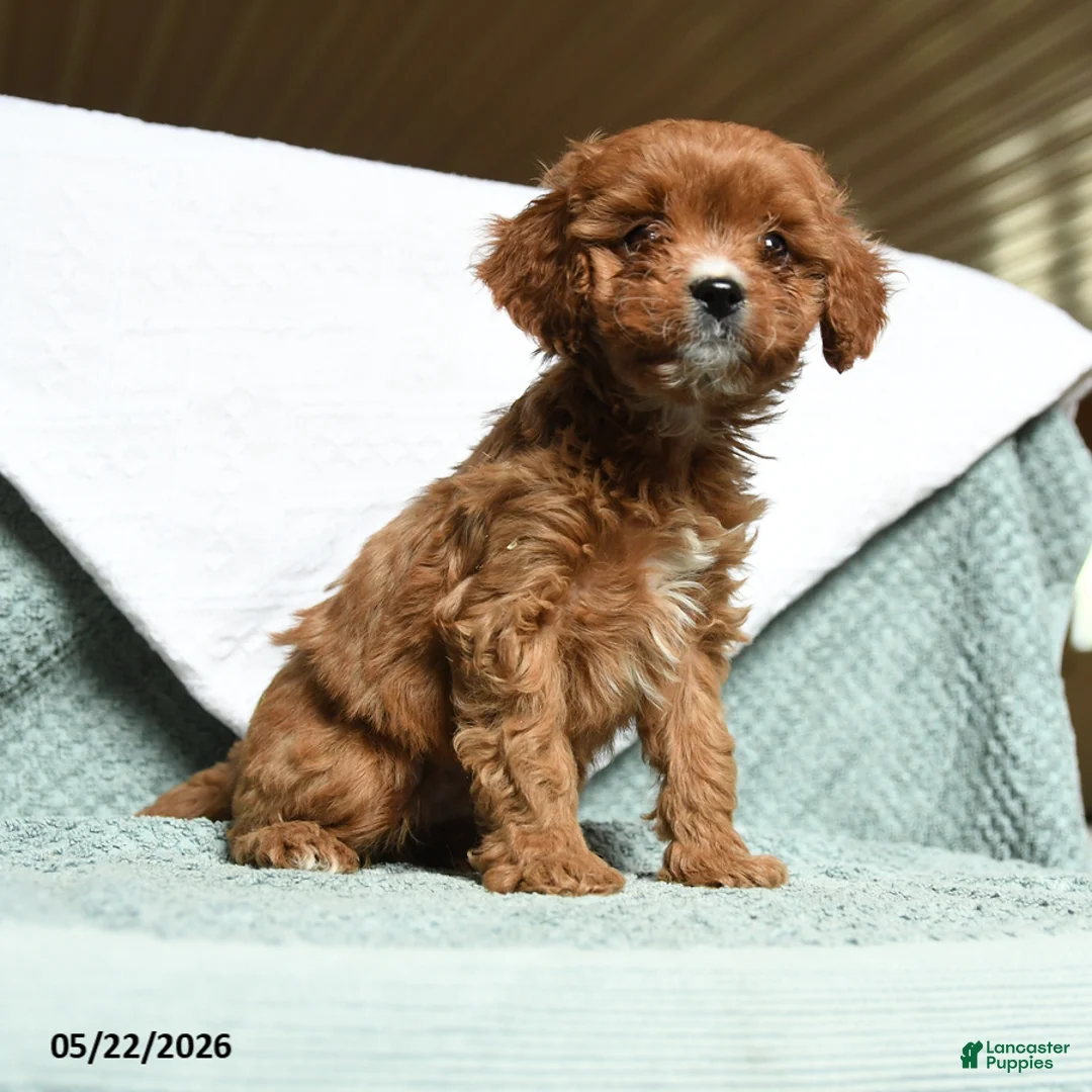 Cavapoo dogs for sale: Baldric - Ad 2