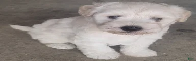 Miniature Schnauzer 1