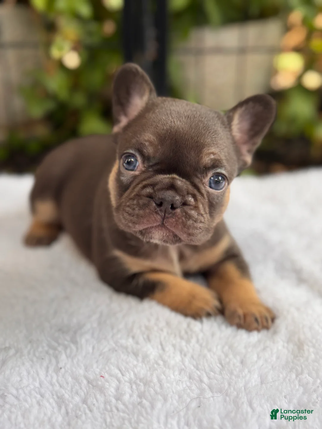 French Bulldog dogs for sale: Violet - Ad 2