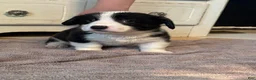 American Corgi dogs for sale: Hank  - Ad 2