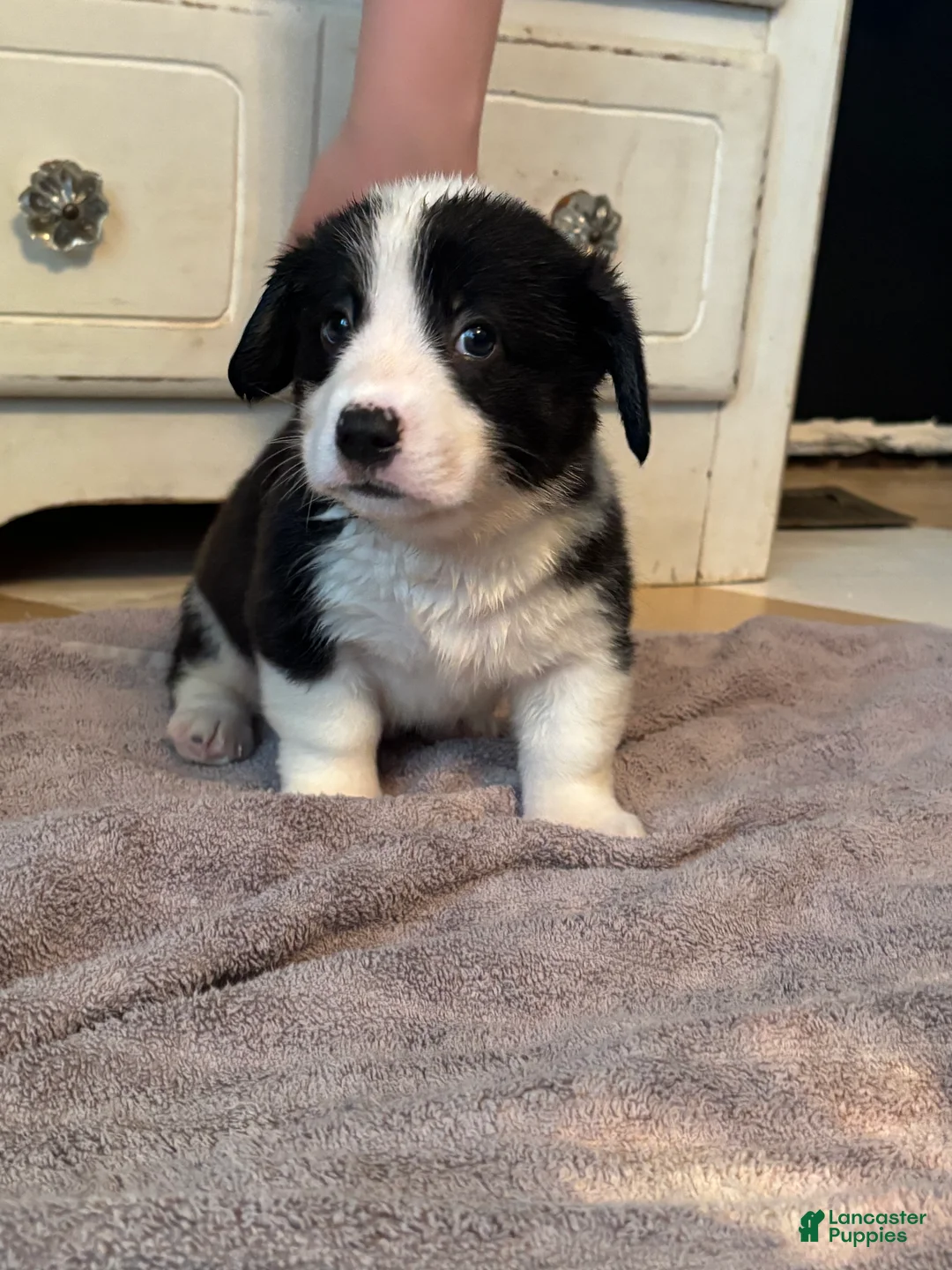American Corgi dogs for sale: Hank  - Ad 2