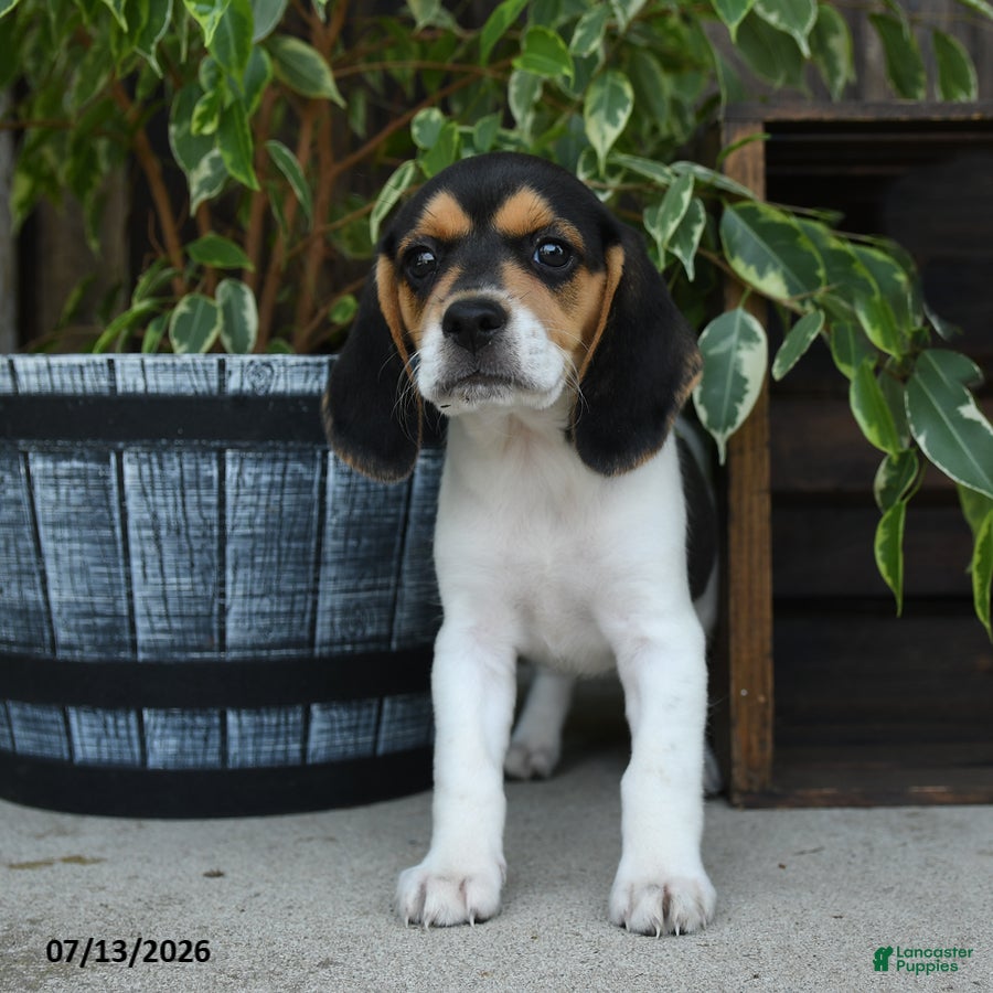 Beagle dogs Koda - Ad 2