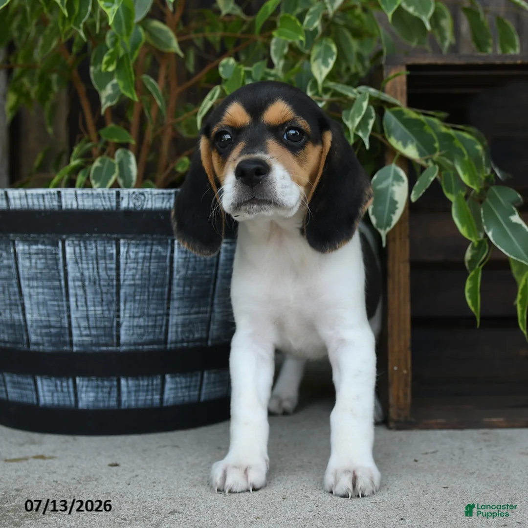 Beagle dogs for sale: Koda - Ad 2