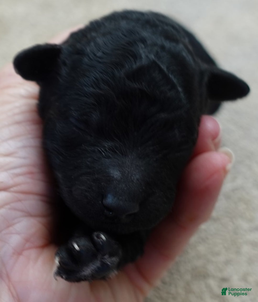 Toy Poodle dogs for sale: Kaida solid black - Ad 6