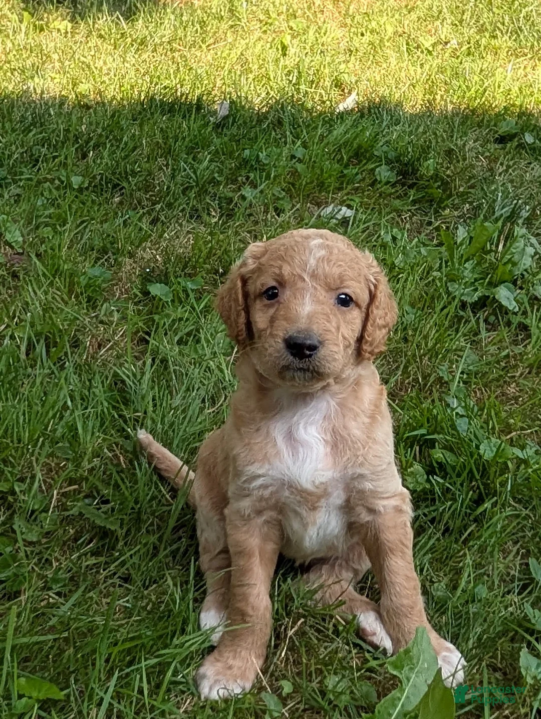 Goldendoodle dogs for sale: Issie - Ad 1