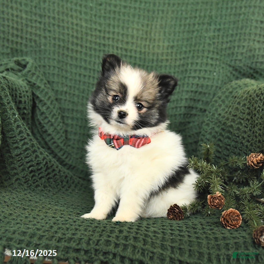 Pomeranian dogs for sale: Darlene - Ad 2