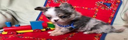 Chihuahua dogs for sale: AKC Champion-sired Houdini - Ad 3