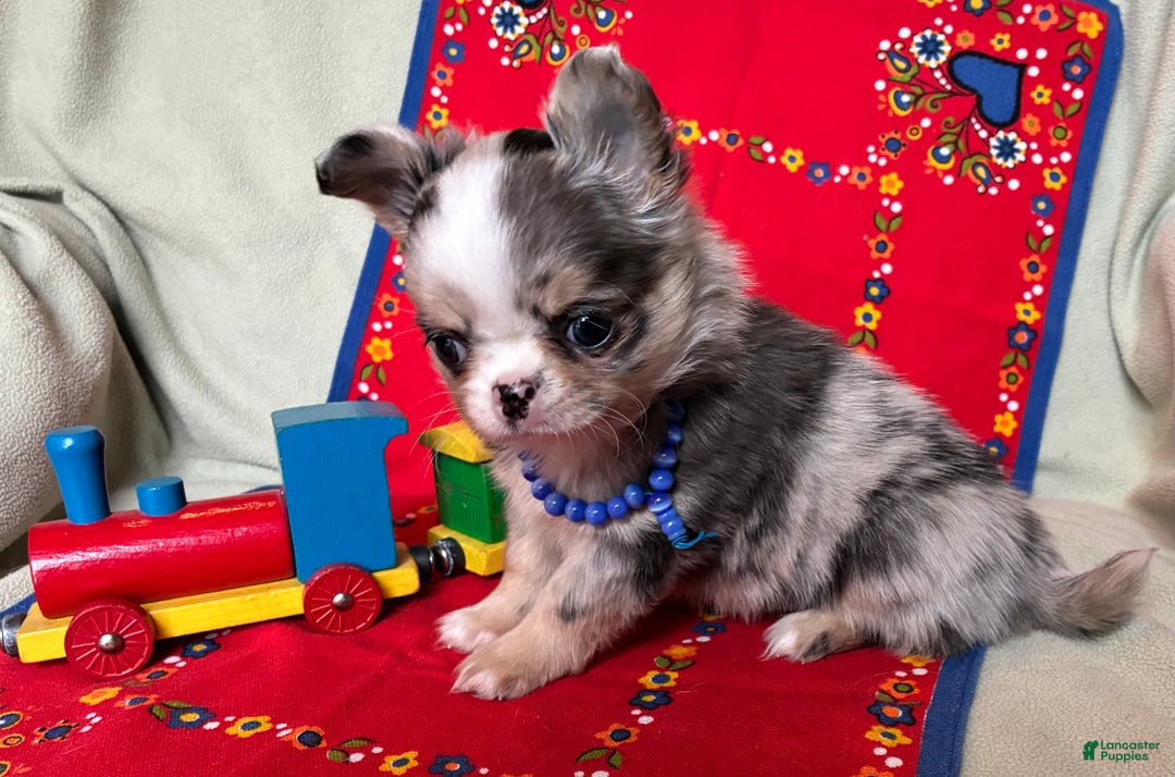 Chihuahua dogs for sale: AKC Champion-sired Houdini - Ad 3