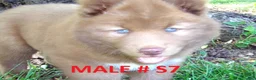 Siberian Husky dogs for sale:  S2 - Ad 5