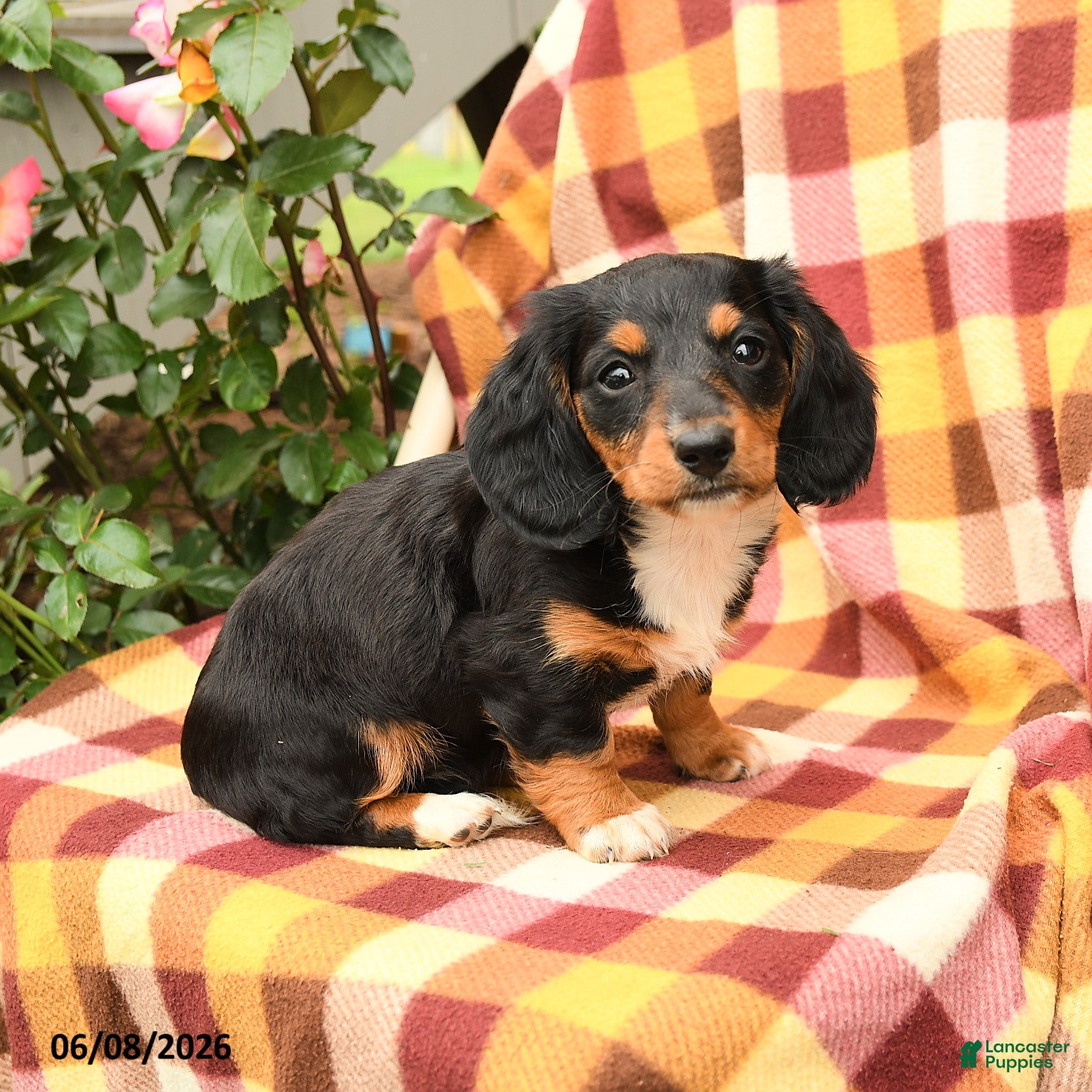 Miniature Dachshund dogs Willow - Ad 2