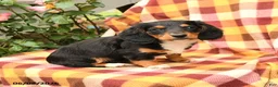 Miniature Dachshund dogs for sale: Willow - Ad 2