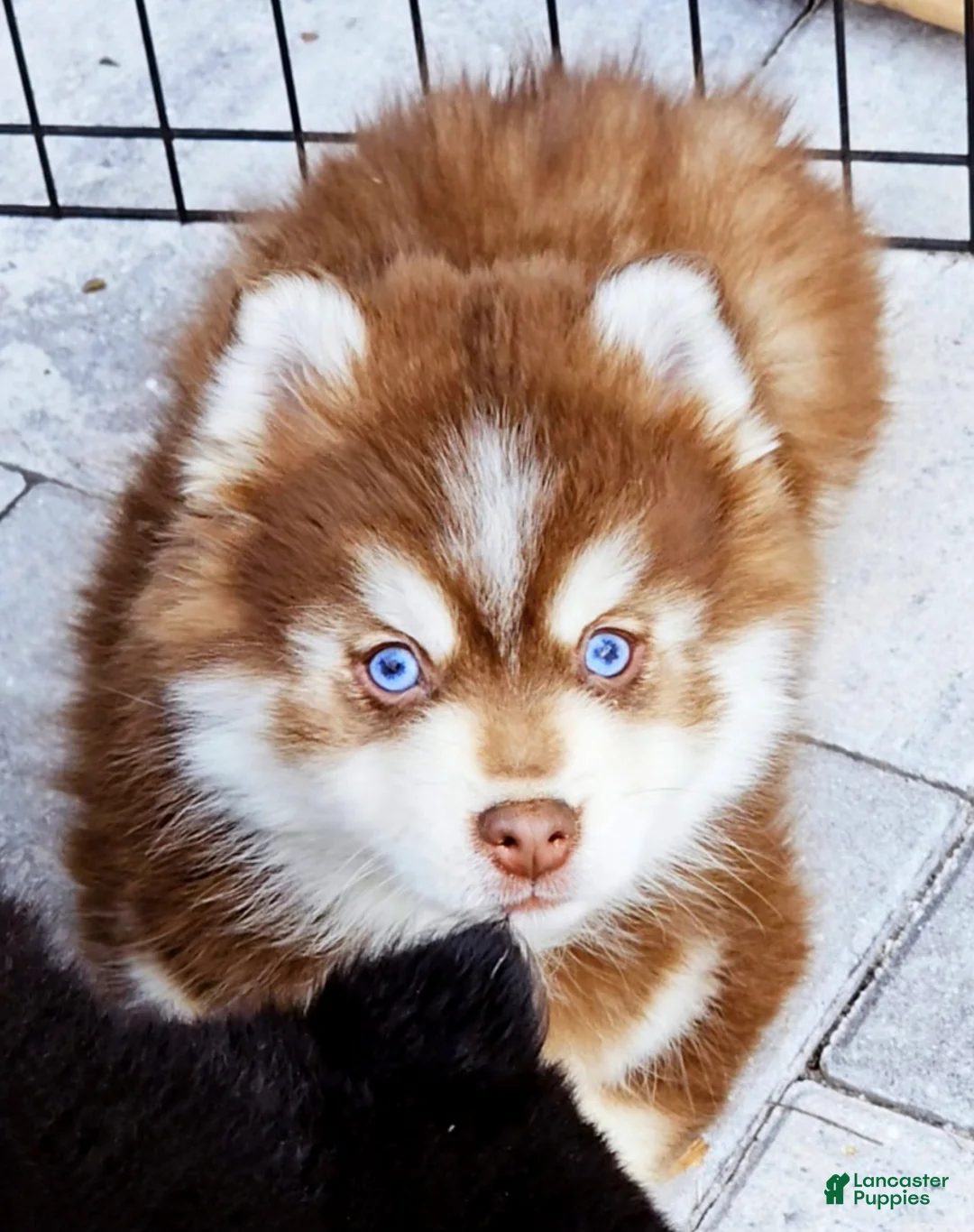 Pomsky dogs for sale: Blaze - Ad 4