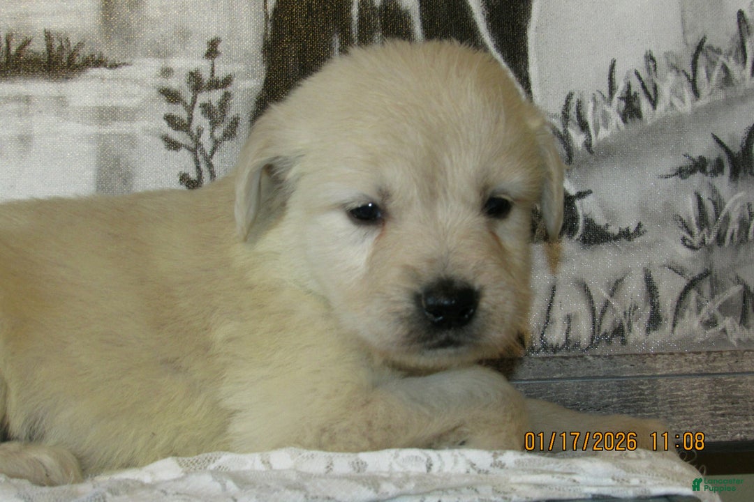 Golden Retriever dogs for sale: Golden Retriever Puppy 5 River - Ad 3