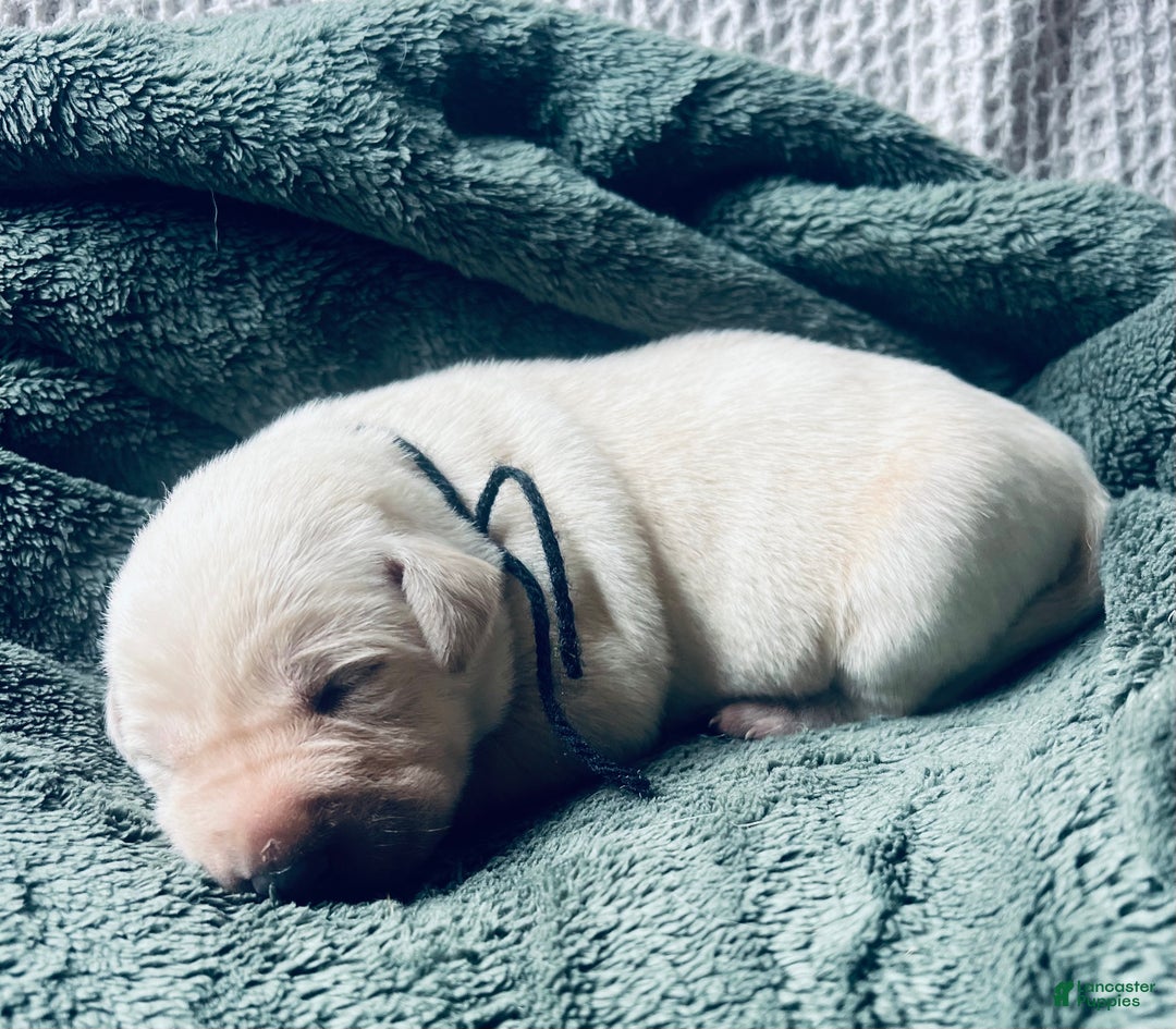 Labrador Retriever dogs for sale: Americano - Ad 2