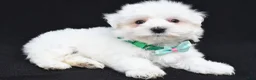 Maltese dogs for sale: Tripp - Ad 7