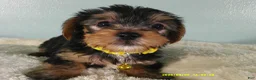 Yorkshire Terrier dogs for sale: Sunshine-Yellow - Ad 3