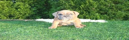 English Bulldog dogs for sale: Debbi - Ad 8
