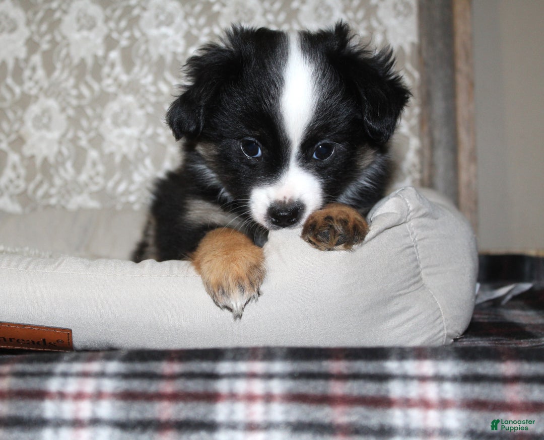 Toy Australian Shepherd dogs for sale: Toy Australian Shepherd Puppy  - Ad 4
