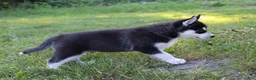 Siberian Husky dogs for sale: Carlos - Ad 5