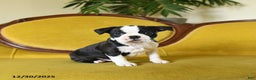 Boston Terrier dogs for sale: Jingles - Ad 7