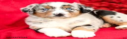 Australian Shepherd dogs for sale: Misty - Ad 3