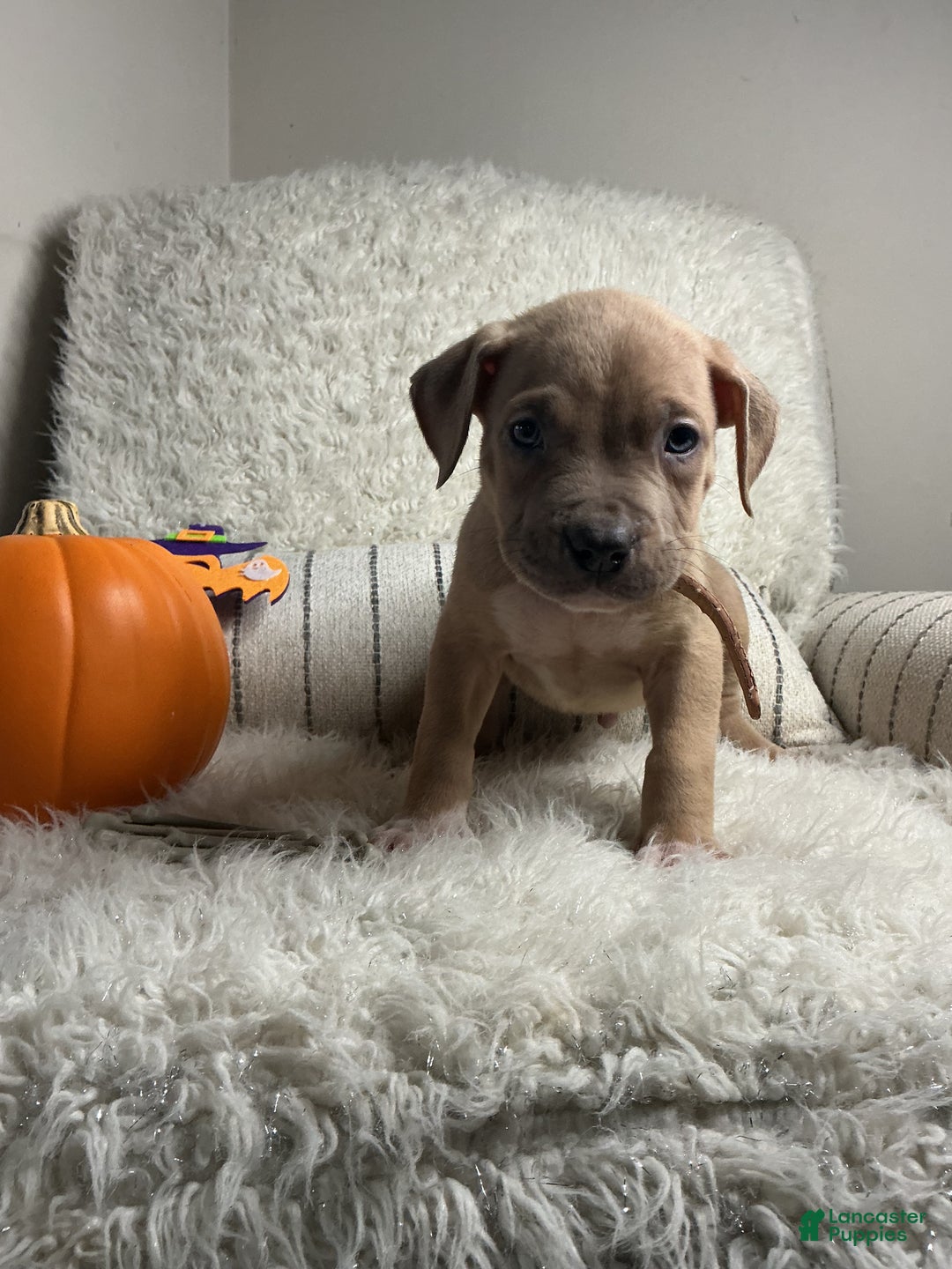 American Bully dogs for sale: Dirty Dan - Ad 1