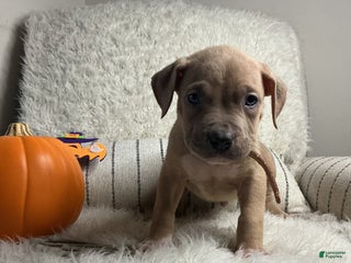 American Bully dogs Dirty Dan - Ad 5