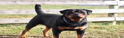 Rottweiler dogs for sale: Tina - Ad 7