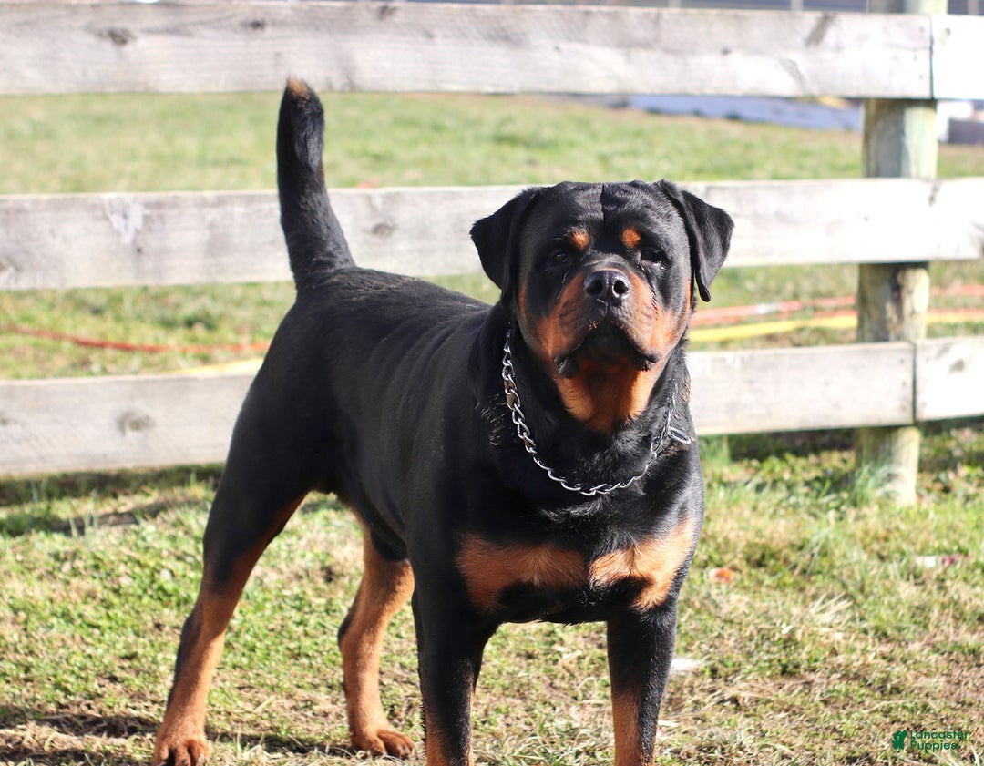 Rottweiler dogs for sale: Tina - Ad 7