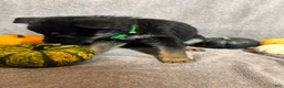 German Shepherd dogs for sale: Blair (Lime Green Collar Female) - Ad 4