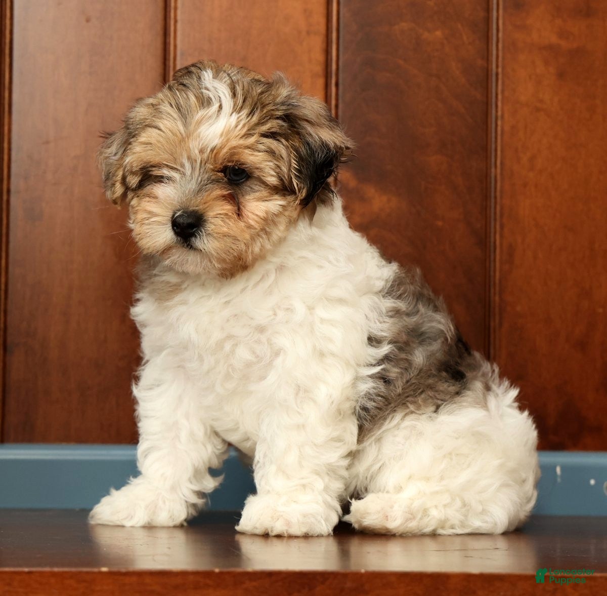 Yorkiepoo dogs for sale: Sadie - Ad 1