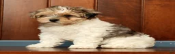 Yorkiepoo dogs for sale: Sadie - Ad 4