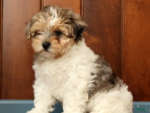 Yorkiepoo dogs for sale: Sadie - Ad 1