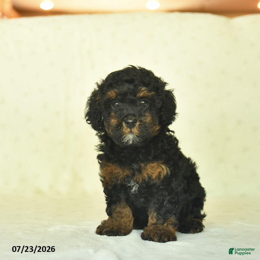 Miniature Poodle dogs Qynn  - Ad 2