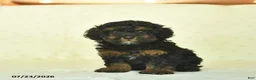 Miniature Poodle dogs for sale: Qynn  - Ad 2