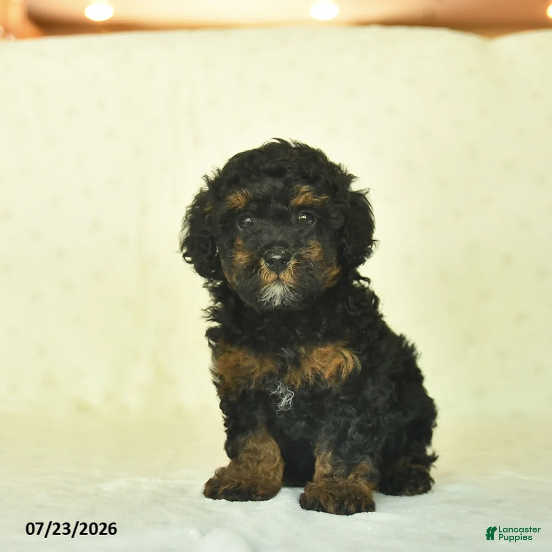 Miniature Poodle dogs for sale: Qynn  - Ad 2