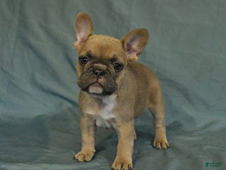 French Bulldog dogs - Ad 21