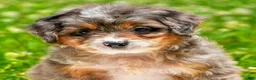 Mini Aussiedoodle dogs for sale: Griffin - Ad 2