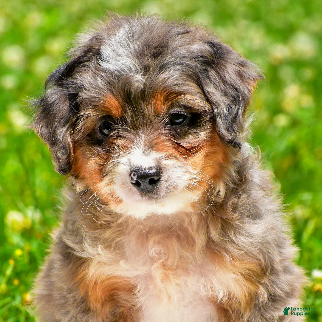 Mini Aussiedoodle dogs for sale: Griffin - Ad 2