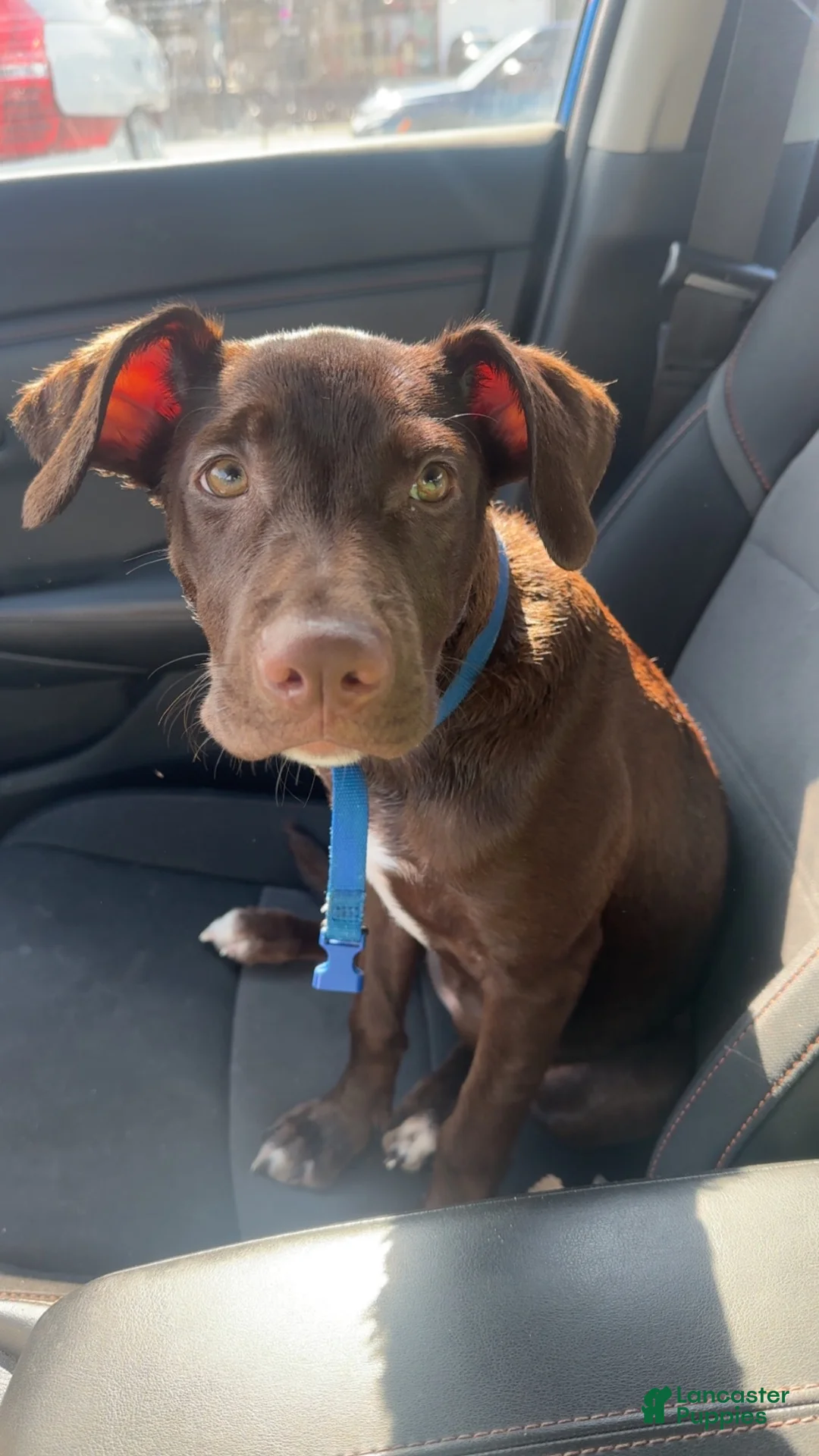 Mixed Breed dogs for sale: Mixed Breed 1 - Ad 6