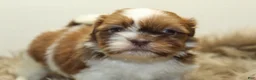 Shih Tzu dogs for sale: Lucy - Ad 6
