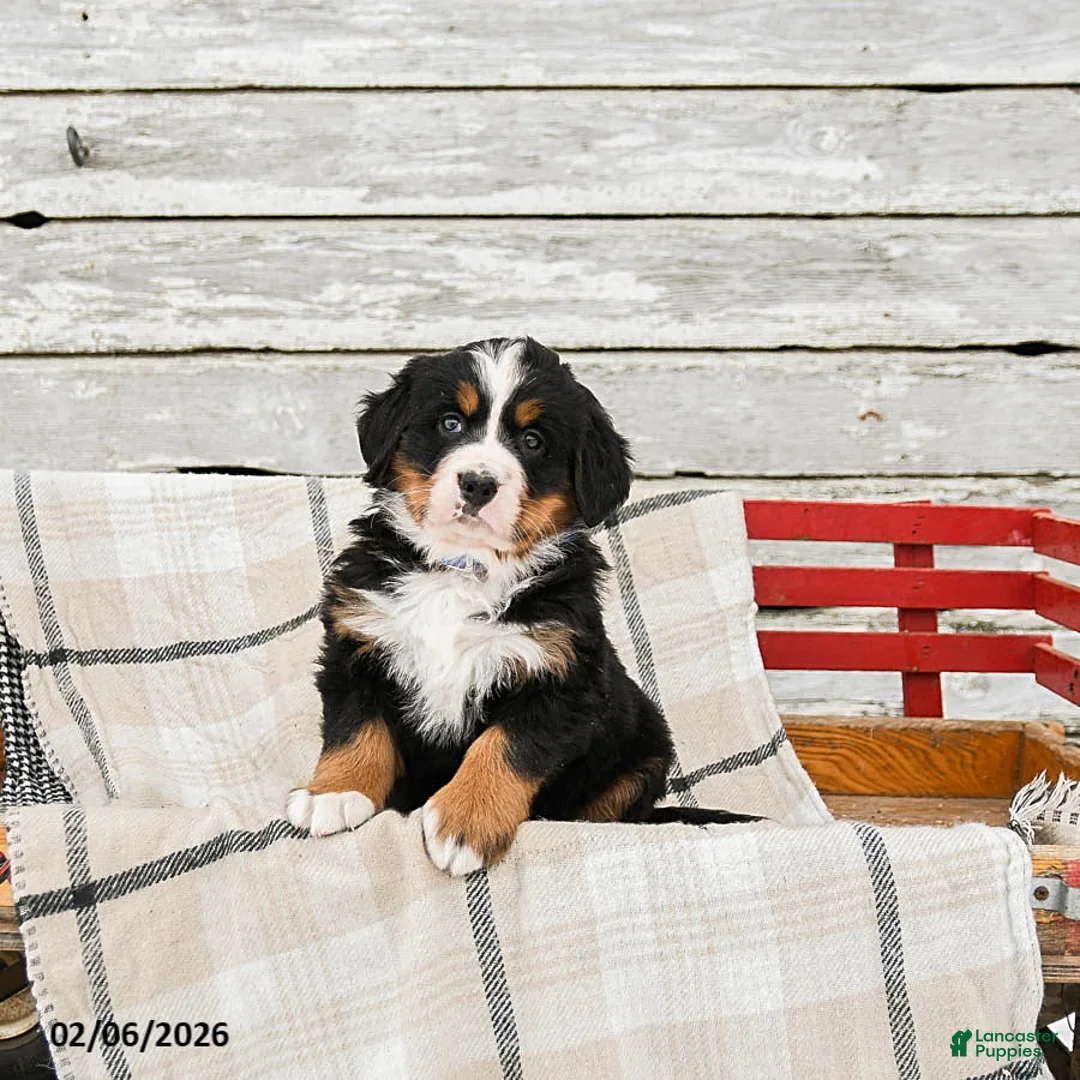 Bernese Mountain Dog dogs for sale: Macy - Ad 1